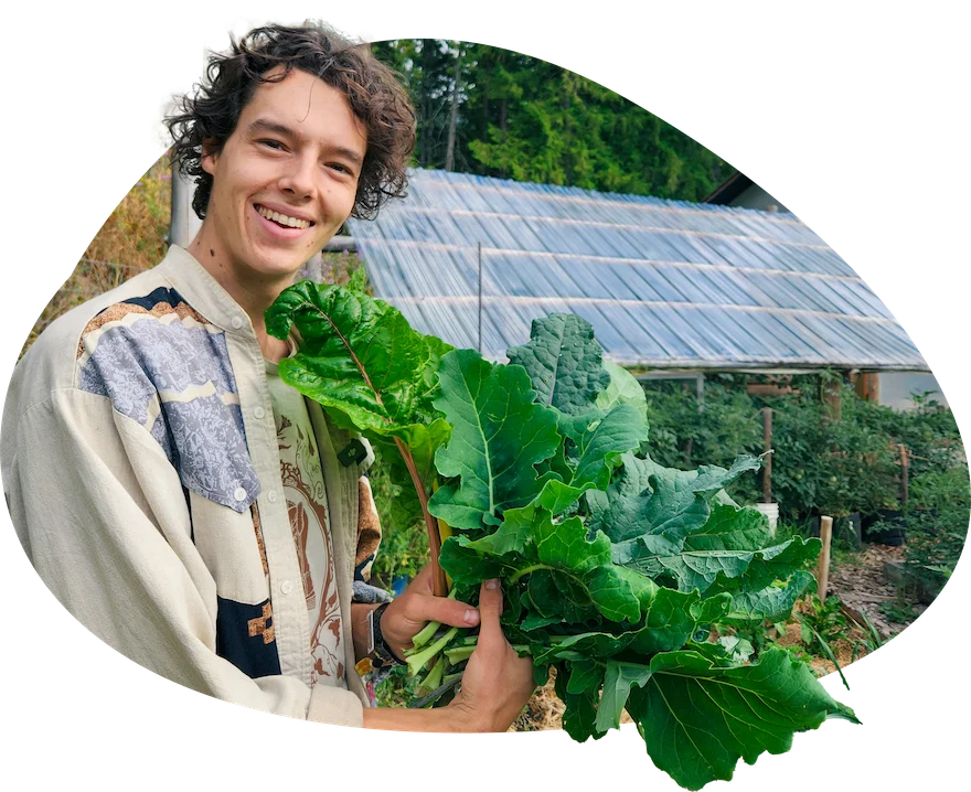 Seb Jagoe harvesting kale in a greenhouse